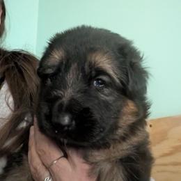 Pink - Black and red female German Shepherd puppy in Stuarts Draft, Virginia from Shengulli Shepherds