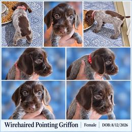 Female 6 - Brown and gray female Wirehaired Pointing Griffon puppy in Maiden, North Carolina from Saint Barbara's Wirehaired Pointing Griffons