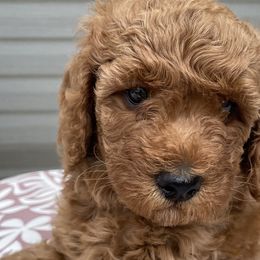 Missy - Poodle puppy from Colorado Fields