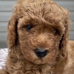 Missy - Poodle puppy from Colorado Fields