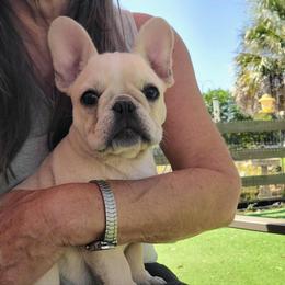 Bailey - Cream female French Bulldog puppy in Polk City, Florida from Best Friend Frenchies, LLC