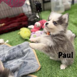 Paul - Blue male Pomsky puppy in Scandinavia, Wisconsin from Bonnie’s Little Fluffys
