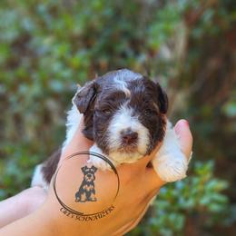 Athena - Parti female Miniature Schnauzer puppy in Trinity, Alabama from C&E'S Schnauzers