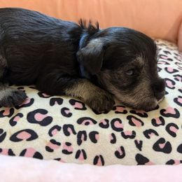 Blue Collar - Salt and pepper male Miniature Schnauzer puppy in Smyrna, Tennessee from Moore's Miniature Schnauzers