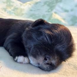 Stu - Black male Shih Tzu puppy in Hemet, California from Aloha Shih Tzu