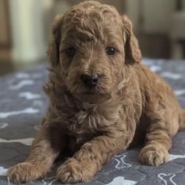 Tan collar - Cream male Goldendoodle puppy in Connecticut from Valley View Doodles