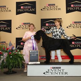 Giant Schnauzer All Grown Up from Preston Schnauzers