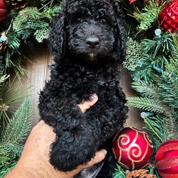 Noelle (Pink collar) - Goldendoodle puppy from M & L Doodles, LLC