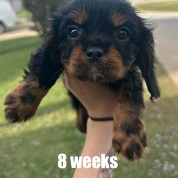 Shadow - Black and tan male Cavalier King Charles Spaniel puppy in Broken Arrow, Oklahoma from Cavalier King Charles Heartland