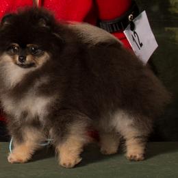 Panama - Pomeranian