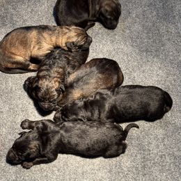 Boy 1 - Sable male German Shepherd puppy in Newburyport, Massachusetts from Runchkin Hill K9