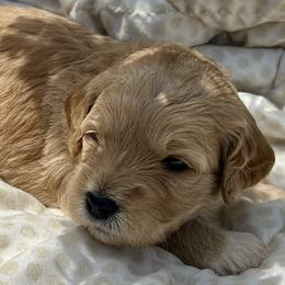 Tolkien (Green Collar) - Apricot male Goldendoodle puppy in China Grove, North Carolina from Lasting Legacy Family Dogs