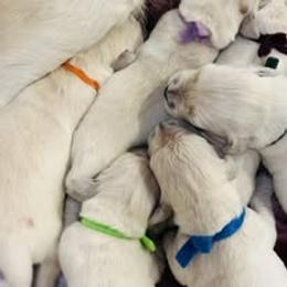 Second Pick Female - Light golden female Golden Retriever puppy in Alaska from Birchwood Goldens