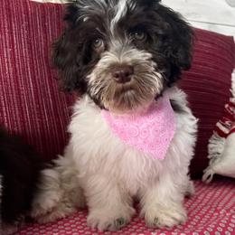 Havanese Puppies from Windy Hill Havanese