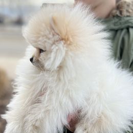 Pomeranians from Precious poms