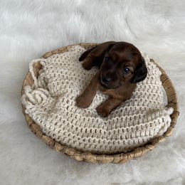 Dachshund Puppies from Woodland Doxies