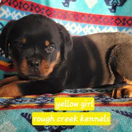 Yellow girl - Black and mahogany female Rottweiler puppy in Custer County, Oklahoma from Rough Creek Kennels