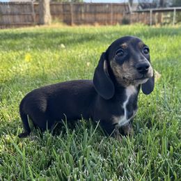 Clara - Black and tan female Dachshund puppy in Fredonia, Arizona from Kaibab Dachshunds