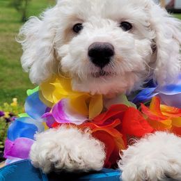 King George - 4th of July sale - White male Cavapoo puppy in Mouth Of Wilson, Virginia from HoneyBunn Doodle Co.