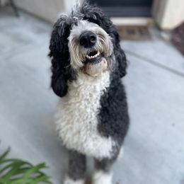 Sheepadoodles from Sheepy Doods