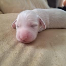 Puppy 1- Male Longhair - Cream male Dachshund puppy in Gordon, Georgia from Long Dogs Yellow Farm