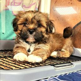 Kelso - Brown male Lhasa Apso puppy in Jefferson, New York from Absolute Lhasa Love