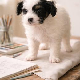 Papillon Puppies from Wendy’s Wings