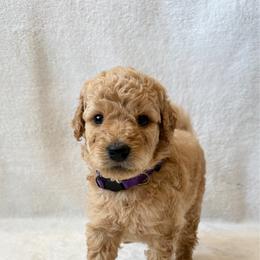 Girl 1 - Apricot female Goldendoodle puppy in Valley Farms, Arizona from Gall’s Doodle Ranch
