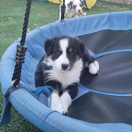 Gust - Tri-color male Border Collie puppy in Morgan, Texas from Shooting Star Ranch