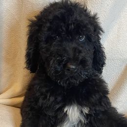 Red boy - Black Goldendoodle puppy in Thomasville, North Carolina from North Carolina Doodles- Thomasville