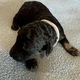 Aspen - Phantom male Poodle puppy in Vaughn, Montana from 406 Poodles