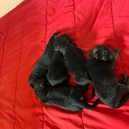 Black Boy 4 - Black male German Shepherd puppy in Lucasville, Ohio from Trusting Hearts Kennel