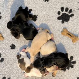 Franklin - Cream male Dachshund puppy in Annandale, Minnesota from Weiners on a Hill