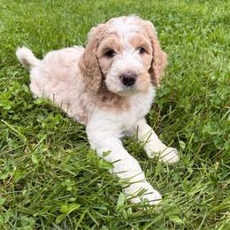 Finn - Parti male Goldendoodle puppy in Cherry Creek, New York from Doodles Pups of NY