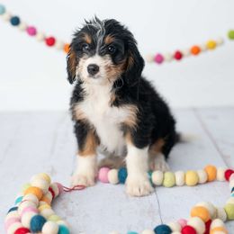 Skye - Tri-color female Bernedoodle puppy in Lititz, Pennsylvania from Sleepy Hollow Acres