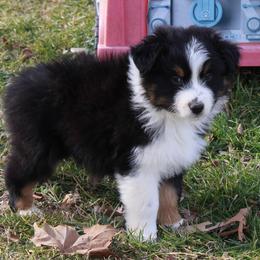 Quinn - Black tri-color male Australian Shepherd puppy in Kansas, Oklahoma from Windy G Farm