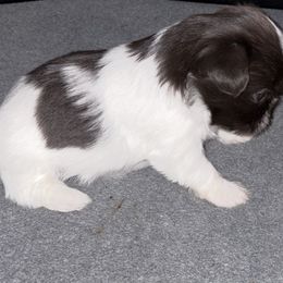 Emma - Tricolor female Shih Tzu puppy in Claremore, Oklahoma from Christy's Shih Tzus