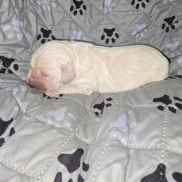 Boy 2 - Light golden male Golden Retriever puppy in Savannah, Georgia from Golden Point Retrievers