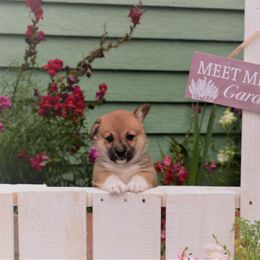 Boy 3 - Pembroke Welsh Corgi puppy in Gig Harbor, Washington from Pacific Northwest Pembroke Welsh Corgis