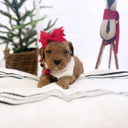 Goldendoodle Puppies from Proctor’s Petite Goldendoodles