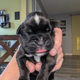 Cory - Brindle male Boxer puppy in Springfield, Missouri from ReMa Boxers