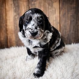 Oreo - Blue merle male Aussiedoodle puppy in Ashton, Idaho from Kerr Kanine Ranch