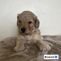 Brownie - Red  male Goldendoodle puppy in Crothersville, Indiana from Wischmeier’s Doodles