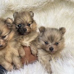 Pomeranian Puppies from BD Poms