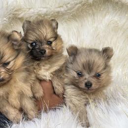 Pomeranian Puppies from BD Poms