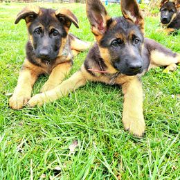 German Shepherd Puppies from End of the Trail Farm & Kennels
