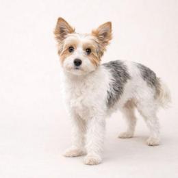 Sophia - Yorkshire Terrier