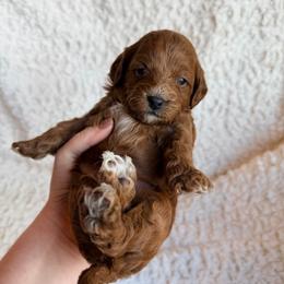 Timber - Red male Cavapoo puppy in Grants Pass, Oregon from Climate City Cavapoos