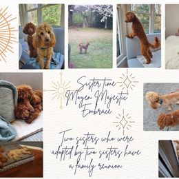 Poodle Puppies from Majestic Embrace