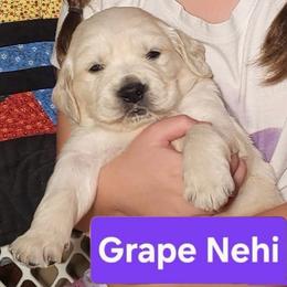 4th pick of the boys from the Soda Pop Pups - Golden male Golden Retriever puppy in Fithian, Illinois from LOMAH Retrievers